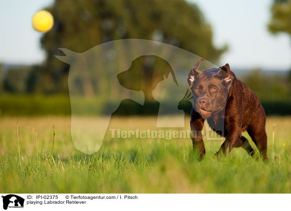 spielender Labrador Retriever / playing Labrador Retriever / IPI-02375