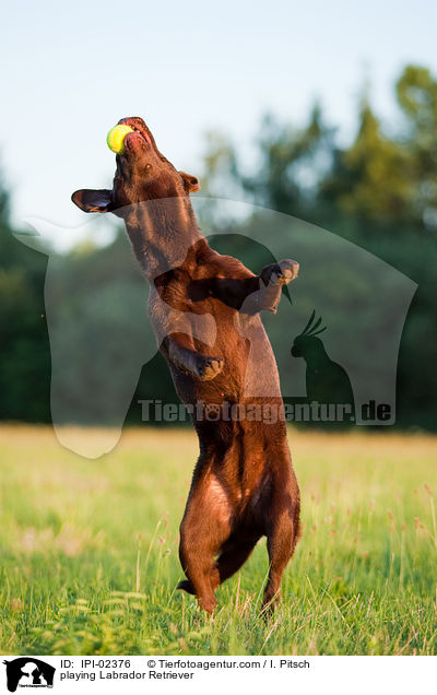 spielender Labrador Retriever / playing Labrador Retriever / IPI-02376