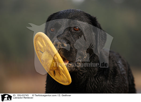 Labrador Retriever / Labrador Retriever / DG-03745
