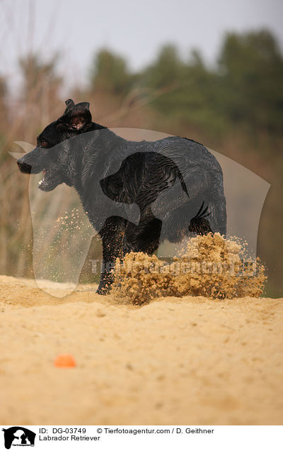 Labrador Retriever / Labrador Retriever / DG-03749