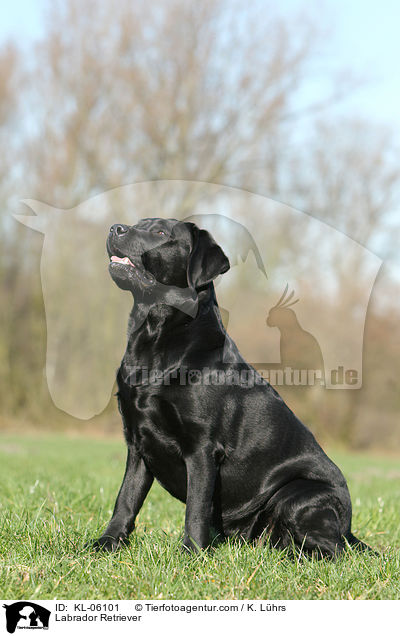 Labrador Retriever / Labrador Retriever / KL-06101