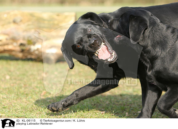 spielende Labrador Retriever / playing Labrador Retriever / KL-06115