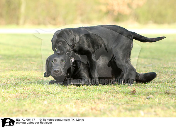 spielende Labrador Retriever / playing Labrador Retriever / KL-06117
