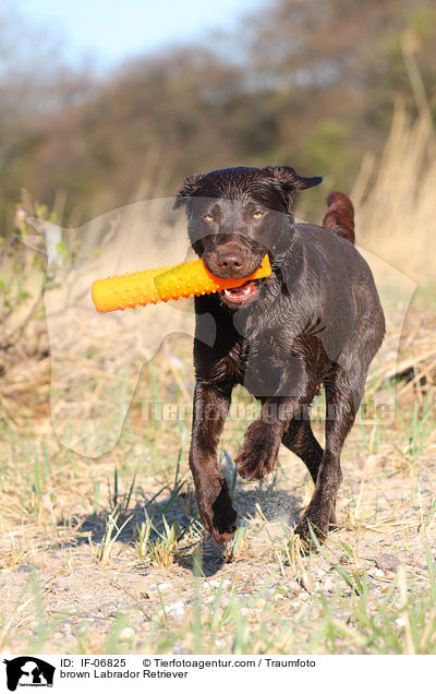 brauner Labrador Retriever / brown Labrador Retriever / IF-06825