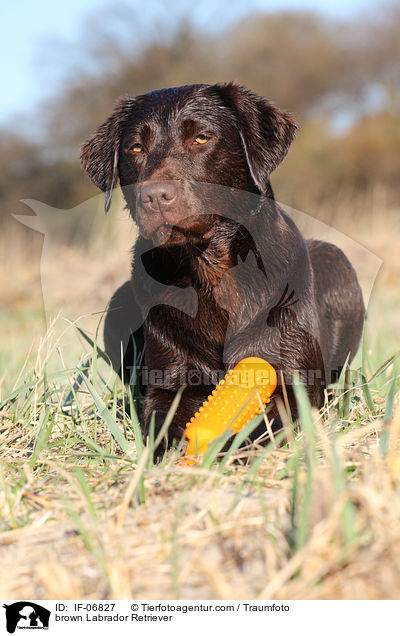 brauner Labrador Retriever / brown Labrador Retriever / IF-06827