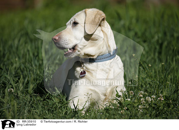 liegender Labrador / lying Labrador / RR-35910