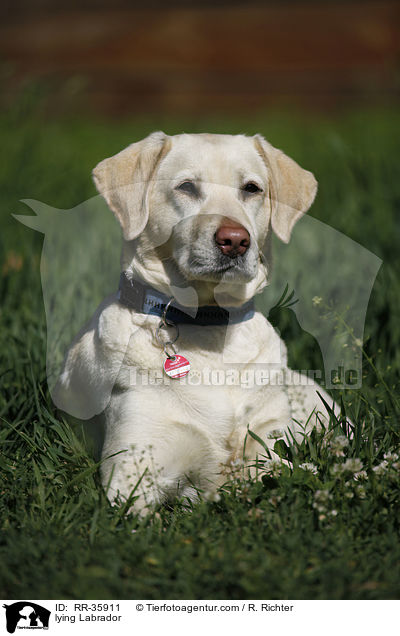 liegender Labrador / lying Labrador / RR-35911