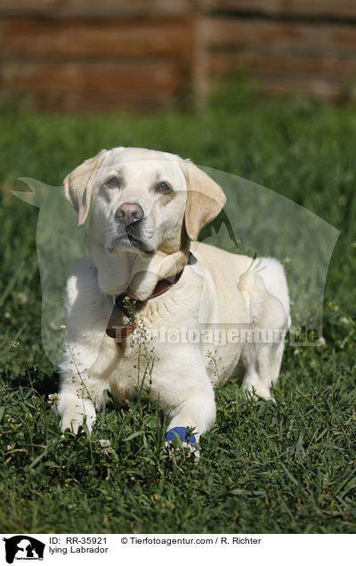 liegender Labrador / lying Labrador / RR-35921