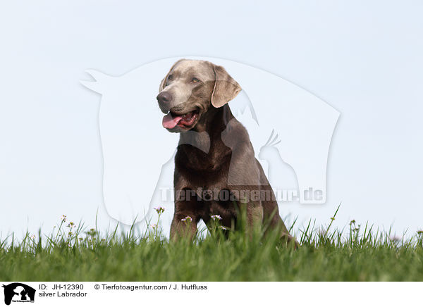 silberner Labrador / silver Labrador / JH-12390