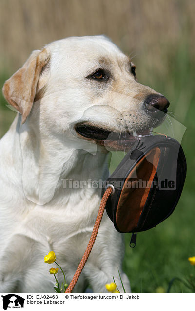 blonder Labrador / blonde Labrador / DJ-02463