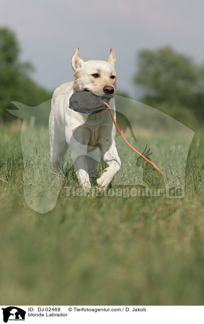 blonder Labrador / blonde Labrador / DJ-02468