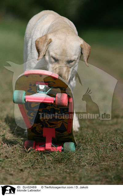 blonder Labrador / blonde Labrador / DJ-02469