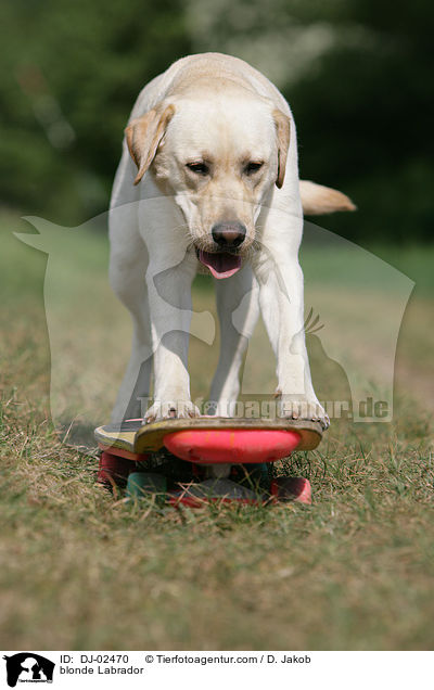 blonder Labrador / blonde Labrador / DJ-02470