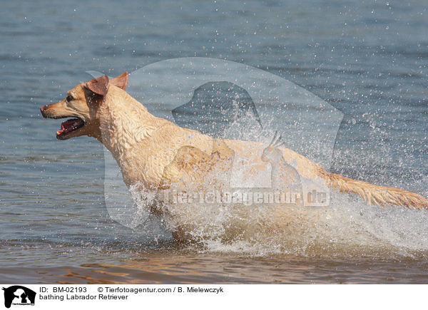 badender Labrador Retriever / bathing Labrador Retriever / BM-02193