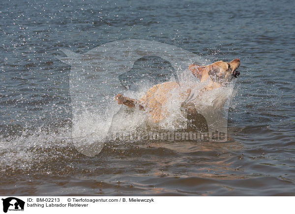 badender Labrador Retriever / bathing Labrador Retriever / BM-02213