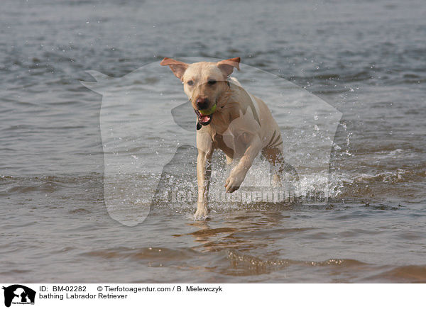 badender Labrador Retriever / bathing Labrador Retriever / BM-02282