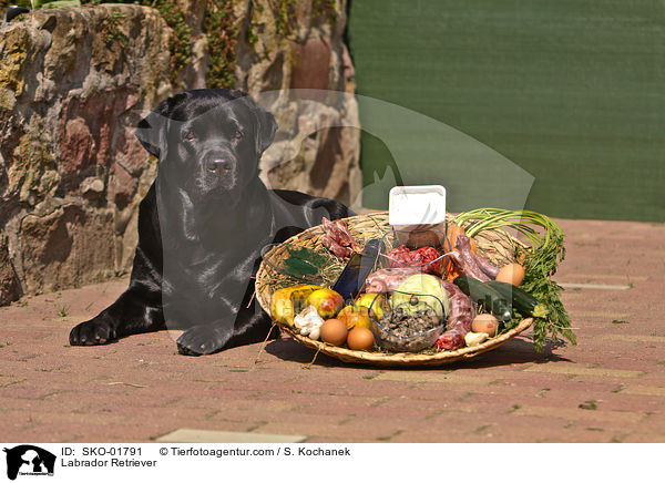 Labrador Retriever mit Korb voll Futter / Labrador Retriever / SKO-01791