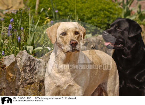 Labrador Retriever Portrait / Labrador Retriever Portrait / SKO-01795