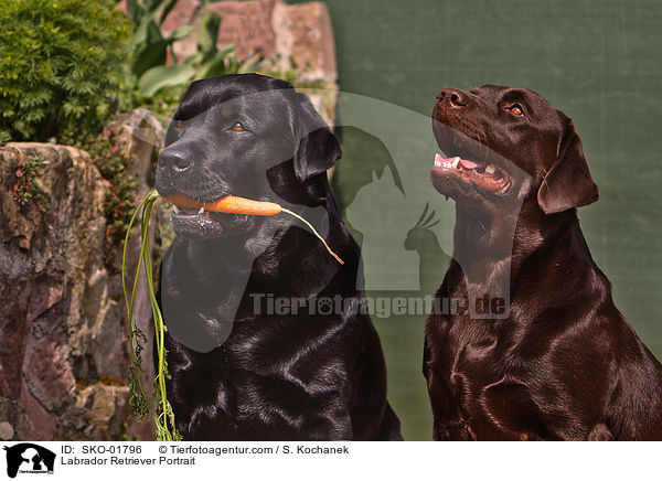 Labrador Retriever Portrait / Labrador Retriever Portrait / SKO-01796