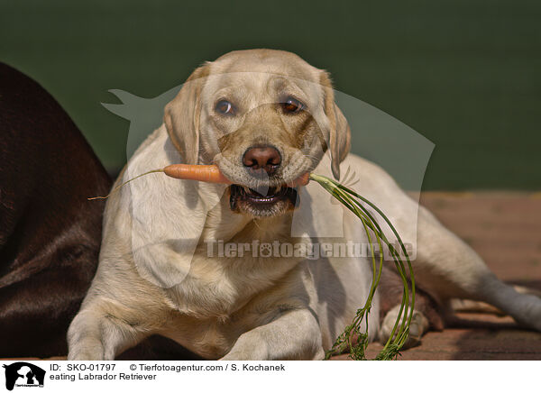 fressender Labrador Retriever / eating Labrador Retriever / SKO-01797