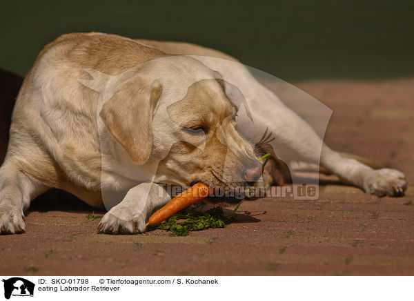 fressender Labrador Retriever / eating Labrador Retriever / SKO-01798