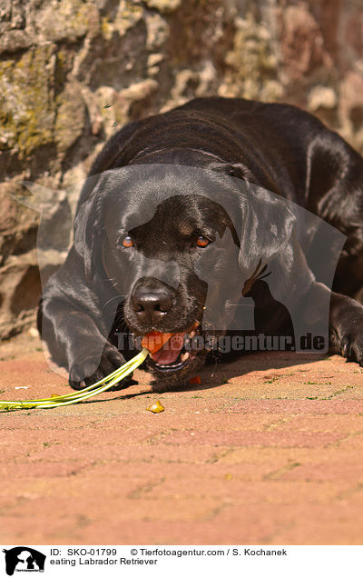 fressender Labrador Retriever / eating Labrador Retriever / SKO-01799
