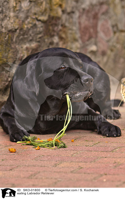 fressender Labrador Retriever / eating Labrador Retriever / SKO-01800