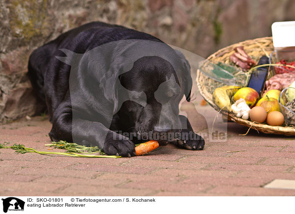 fressender Labrador Retriever / eating Labrador Retriever / SKO-01801