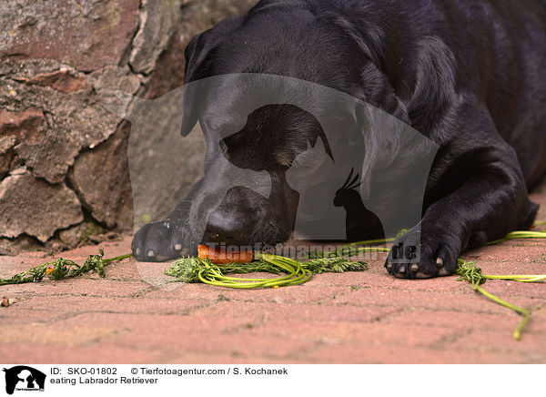 fressender Labrador Retriever / eating Labrador Retriever / SKO-01802
