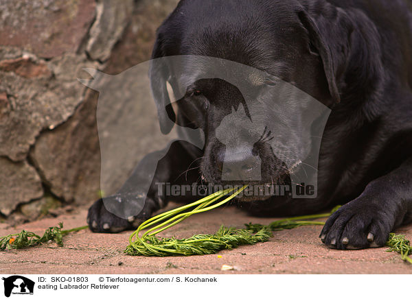 fressender Labrador Retriever / eating Labrador Retriever / SKO-01803