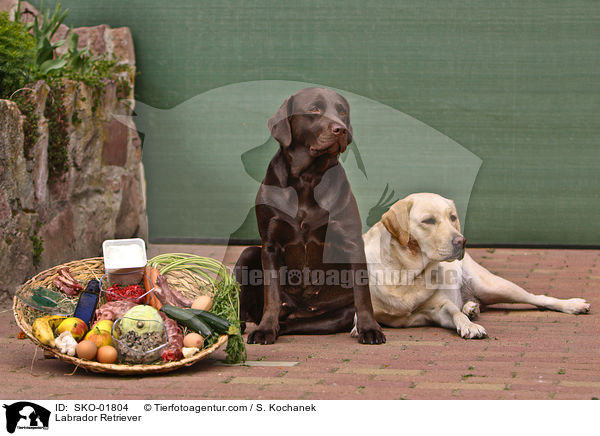 Labrador Retriever mit Korb voll Futter / Labrador Retriever / SKO-01804