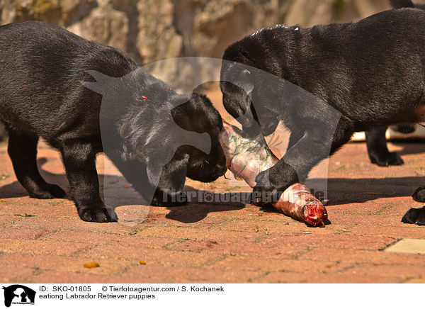 fressende Labrador Retriever Welpen / eationg Labrador Retriever puppies / SKO-01805