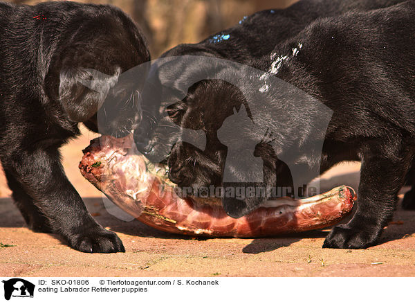 fressende Labrador Retriever Welpen / eating Labrador Retriever puppies / SKO-01806