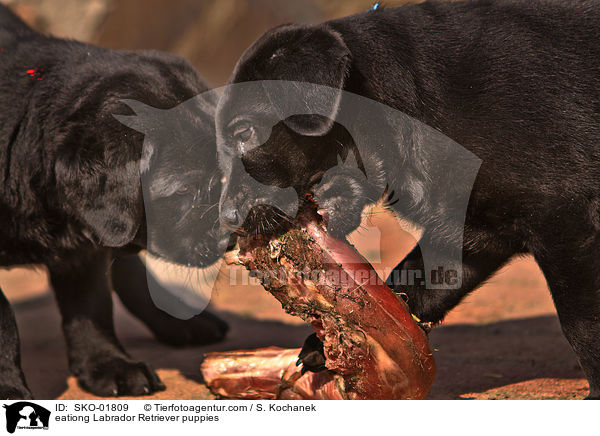 fressende Labrador Retriever Welpen / eationg Labrador Retriever puppies / SKO-01809