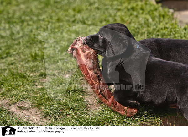 fressender Labrador Retriever Welpe / eating Labrador Retriever puppy / SKO-01810