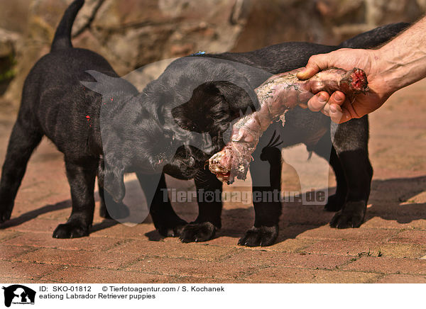 fressende Labrador Retriever Welpen / eationg Labrador Retriever puppies / SKO-01812