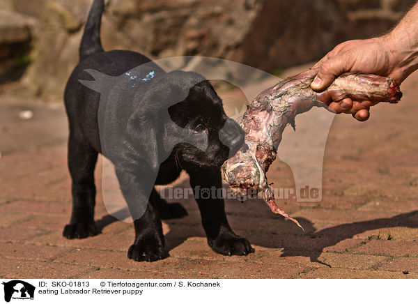 fressender Labrador Retriever Welpe / eating Labrador Retriever puppy / SKO-01813