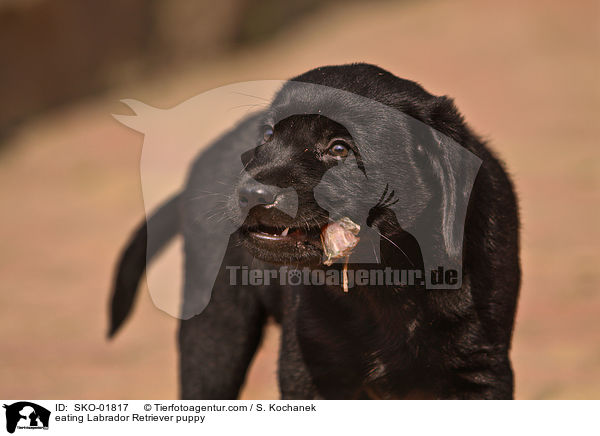 fressender Labrador Retriever Welpe / eating Labrador Retriever puppy / SKO-01817