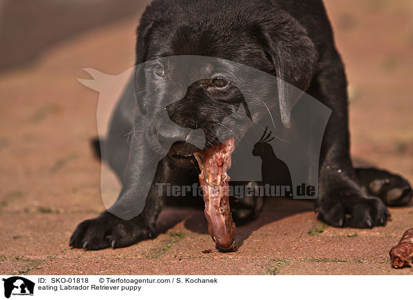 fressender Labrador Retriever Welpe / eating Labrador Retriever puppy / SKO-01818