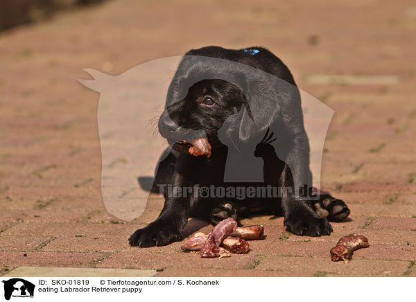 fressender Labrador Retriever Welpe / eating Labrador Retriever puppy / SKO-01819
