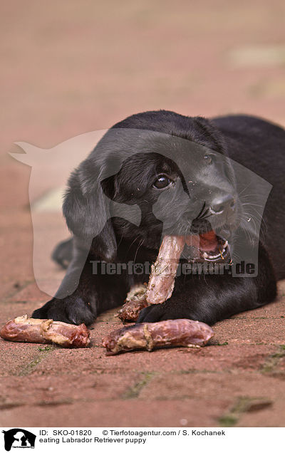 fressender Labrador Retriever Welpe / eating Labrador Retriever puppy / SKO-01820