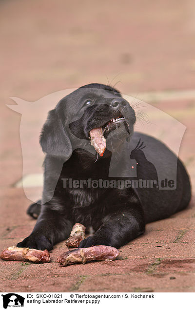 fressender Labrador Retriever Welpe / eating Labrador Retriever puppy / SKO-01821