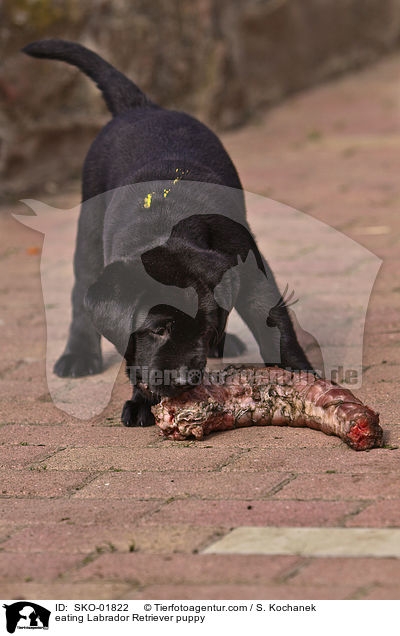 fressender Labrador Retriever Welpe / eating Labrador Retriever puppy / SKO-01822