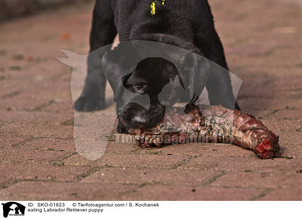 fressender Labrador Retriever Welpe / eating Labrador Retriever puppy / SKO-01823