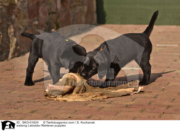 fressende Labrador Retriever Welpen / eationg Labrador Retriever puppies / SKO-01824