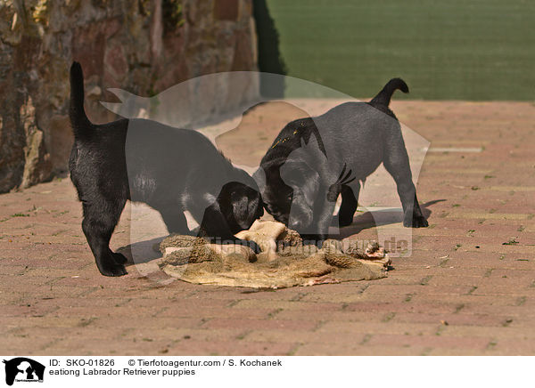 fressende Labrador Retriever Welpen / eationg Labrador Retriever puppies / SKO-01826