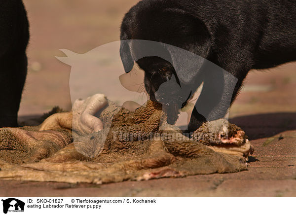fressender Labrador Retriever Welpe / eating Labrador Retriever puppy / SKO-01827