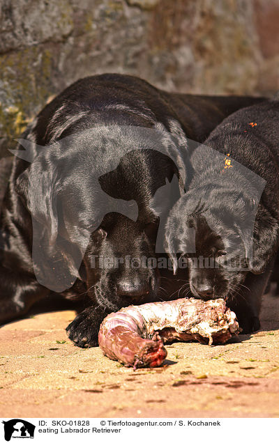 fressende Labrador Retriever / eating Labrador Retriever / SKO-01828