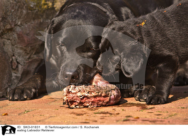 fressende Labrador Retriever / eating Labrador Retriever / SKO-01831