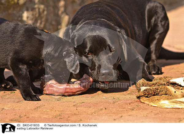 fressende Labrador Retriever / eating Labrador Retriever / SKO-01833